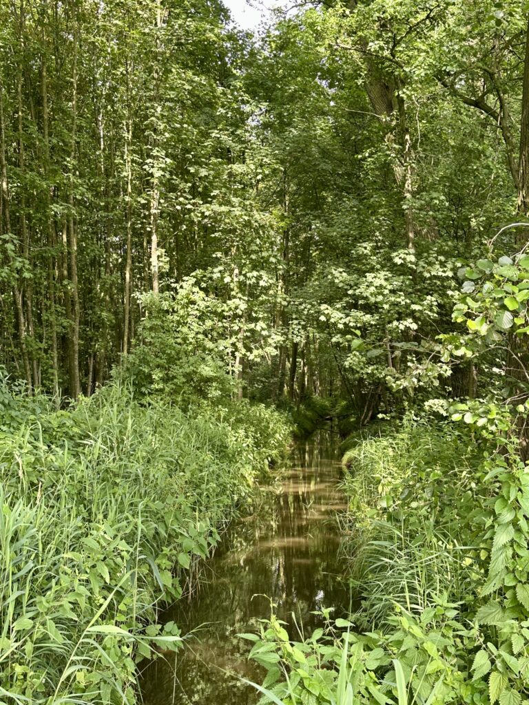 Wandelen in Helmond: de Bakelse Beemden.