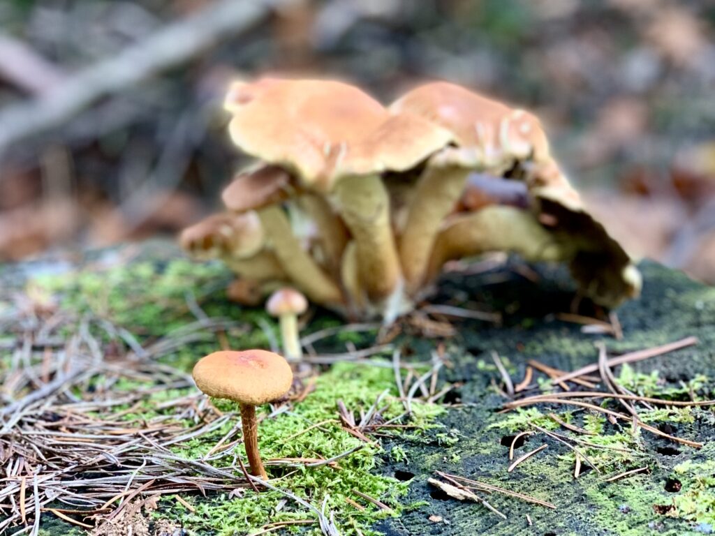 Paddenstoelen in de herfst in Helmond.